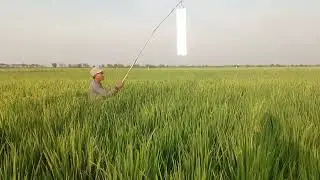 memasang seng di sawah untuk mengusir burung emprit