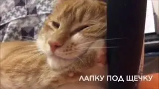 Искусство сна: лапку под щёчку I ЛапУшки Котейки