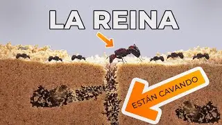 Me compré un hormiguero de arena ! así reaccionan las hormigas a su nuevo hogar