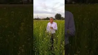 Хантал (горчица) биологияси ва етиштириш технологияси