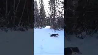ЗОНА НАГОНКИ ФИНСКАЯ ГОНЧАЯ  ЗАЯЦ БЕЛЯК
