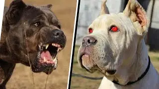 [TOP 10] Motivos para ter um Cane Corso