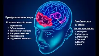 префронтальная кора и лимбическая система работают в полном согласии