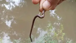 Best hook fishing video in village - Catfish Fishing With hook
