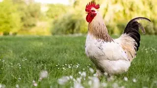 🐔 1 Hour of Relaxing Chicken Sounds for Cats | Soothing Farm Ambience for Pets 🐱✨