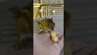 FEEDING CHIPMUNKS PEANUTS 🥜🐿😋 #shorts