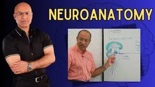 Neuroanatomy | Neurology | Neuroscience | Dr Najeeb