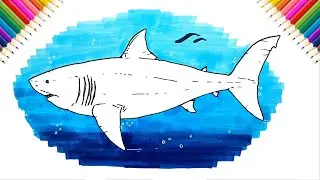 How to Draw Megalodon | Drawing and Coloring