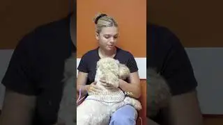 Just One Bite From This Tick And Dog Can Be Left Paralysed! 😱 | Bondi Vet #shorts