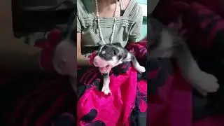 Helping My Pregnant Dog Give Birth Puppy With Respiratory Disorders 