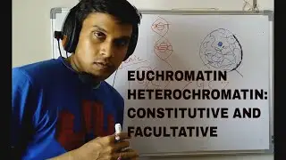 Euchromatin and Heterochromatin (Constitutive and Facultative)