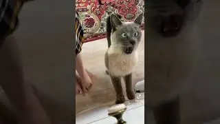 Вечно голодный кот прикол