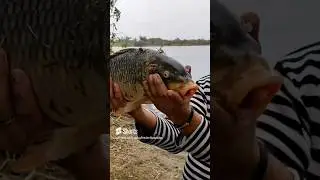 Сазанчик Днестровский #fishing #fish  #carpfishing  #carp #рыбалка