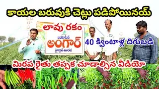 ఈ మిరప విత్తనంతో 40 క్వింటాళ్ల దిగుబడి సాధించాను | Mirapa vithanalu | Chilli seeds telugu | Mirchi
