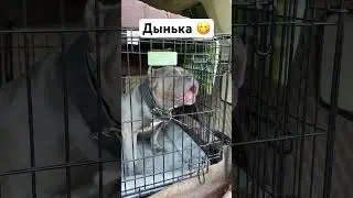 Покормили зверя 😁