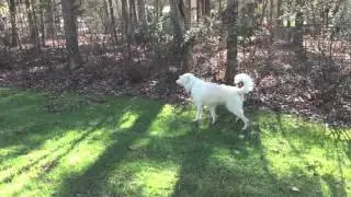 Teddy stalking squirrel