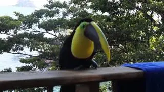 No Froot Loops required... This toucan isn't shy