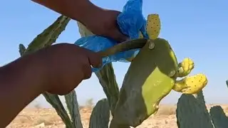وقت قطف البرشومي في قصيباء