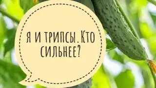 Вредители огурцов.Трипсы.