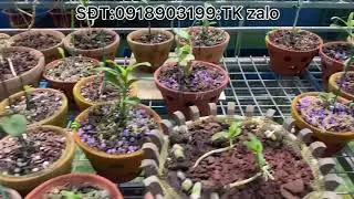 Mô hình làm vườn của a Ka Linh