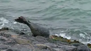 Harbor seal (Phoca vitulina) - Grevelingendam (Netherlands) 29-12-2024