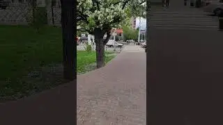 Цветение груши