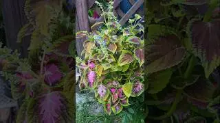 Колеус! Круглый год! Заметки Садовода!🌺#сад #садовод #дача #цветы #интересно #ок #блогер