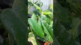 ФИЛОДЕНДРОНЫ и вариегатная ОРХИДЕЯ бабочка🦋после дождика💦 
