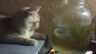 Попытка поймать рыбку! 🤪😆🙀🐬🐟🐳