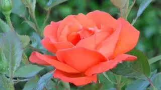 PEACEFUL | PEACEFUL PIANO MUSIC