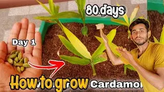 Reaction video best How to grow cardamon