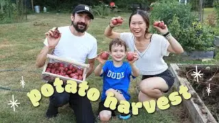 Harvesting potatoes from our garden (with a special guest!) 🥔🥔