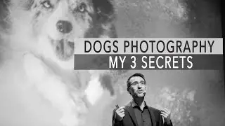 Dogs Photography secrets revealed
