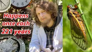 The Mathematics of 2024's Rare Insect Swarms