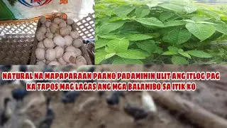 bumalik na Ang pangingitlog ang ating alaga  itik/ sagot sa mga tanong syo