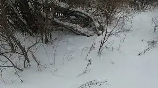 Охота на зайца. Закрытие охоты. Добыли 4 зайца, помогал РГ 
