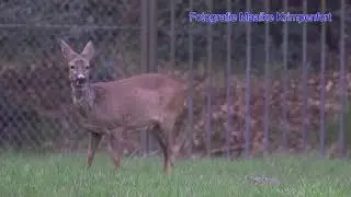 Reeën (Deer, Capreolus Capreolus) op de Brabantse Wal. vlog 4
