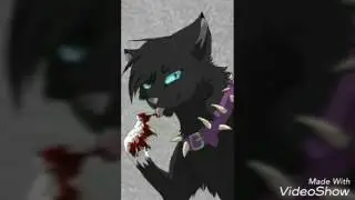 Коты водители бич