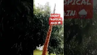 HEAVY TROPICAL RAIN 🌧️ 