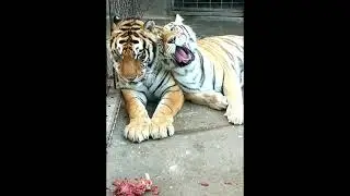 Tiger 243