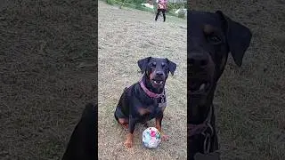 Новый влог уже на канале 🥰 #ягдтерьер #собака #shorts