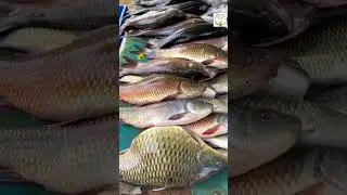 southindain food #viral #viral #indian #vairal #mumbai #nepali #bangladesh #china