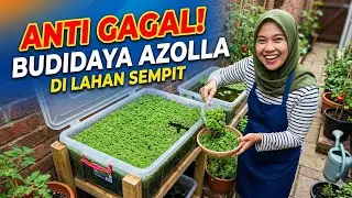 Rahasia Budidaya Azolla di Rumah: Lahan Sempit, Hasil Selangit!