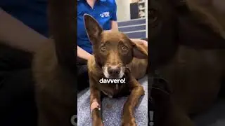 Why Do They Sew Buttons On Dogs' Ears?!😱
