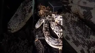 Pinesnake Loves Her New Soil! #animalrescue #snake