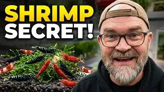 How To Breed Caridina Bee Shrimp