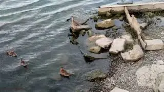 Лето на Зелёном острове ( видеозарисовка)