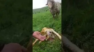 Шок 😱😱😱 в Казахстане родился ягнёнок мутант