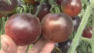 About tomato varieties About hairy tomato varieties (part 2)