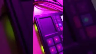 naked goat jams on guitar